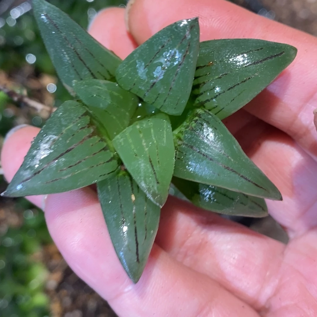 426 一颗优选有锦基因大红纹寿 新年整点福利