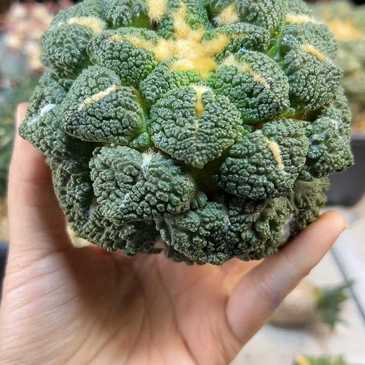 22号苗接龟甲连山无根10.5公分