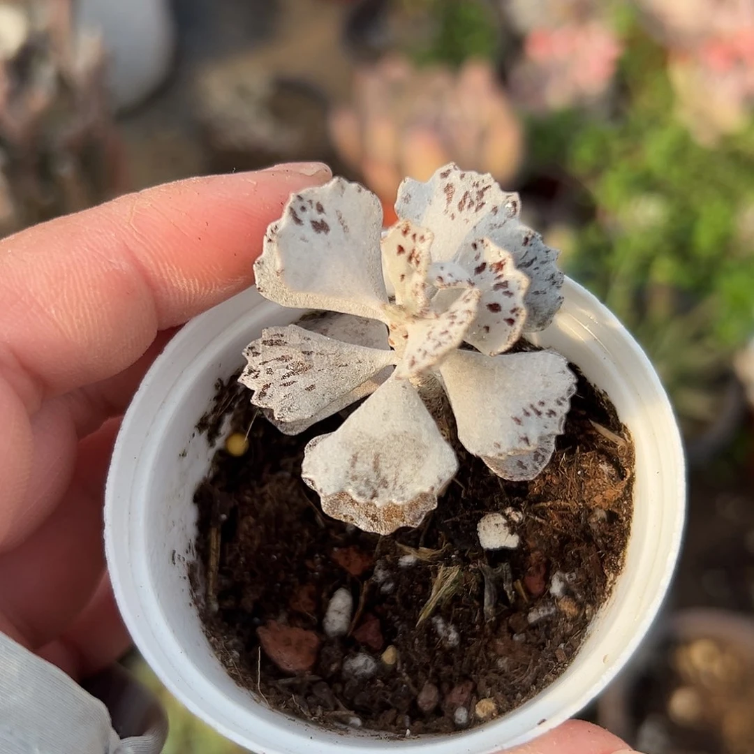多肉植物多肉植物