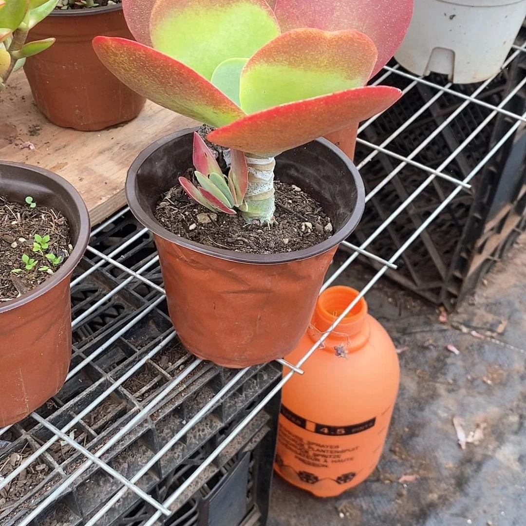 唐印1颗带盆带土多肉