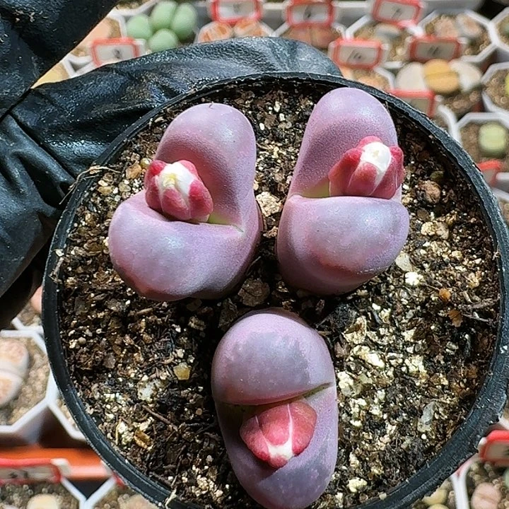 生石花12555。 68