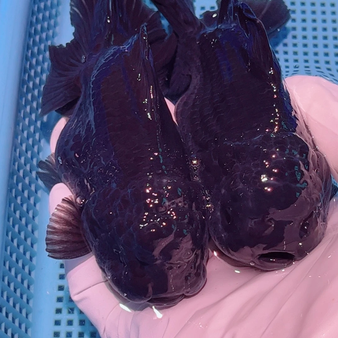 狮头鱼直播间一物一拍16