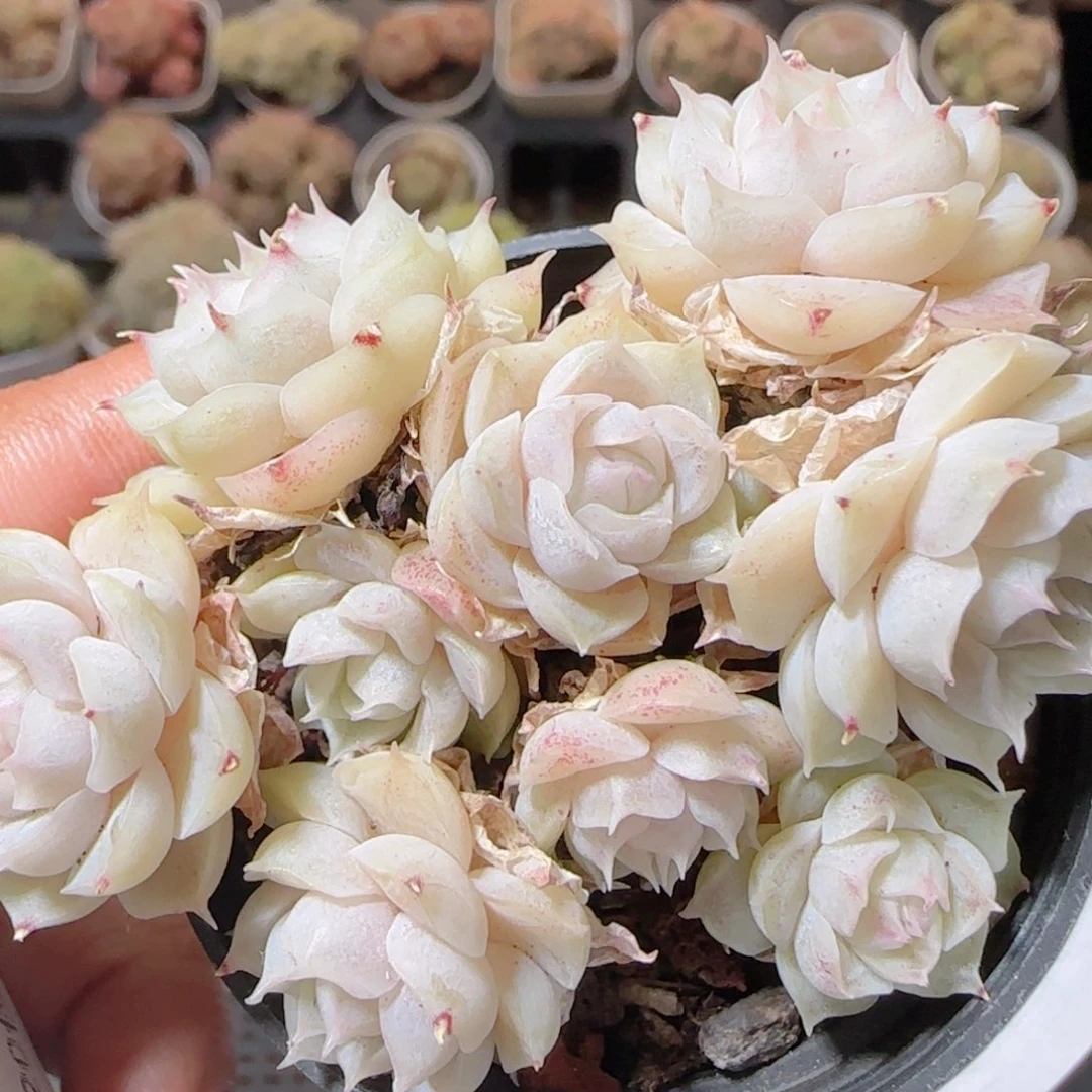 露***么花语多肉1228-65散