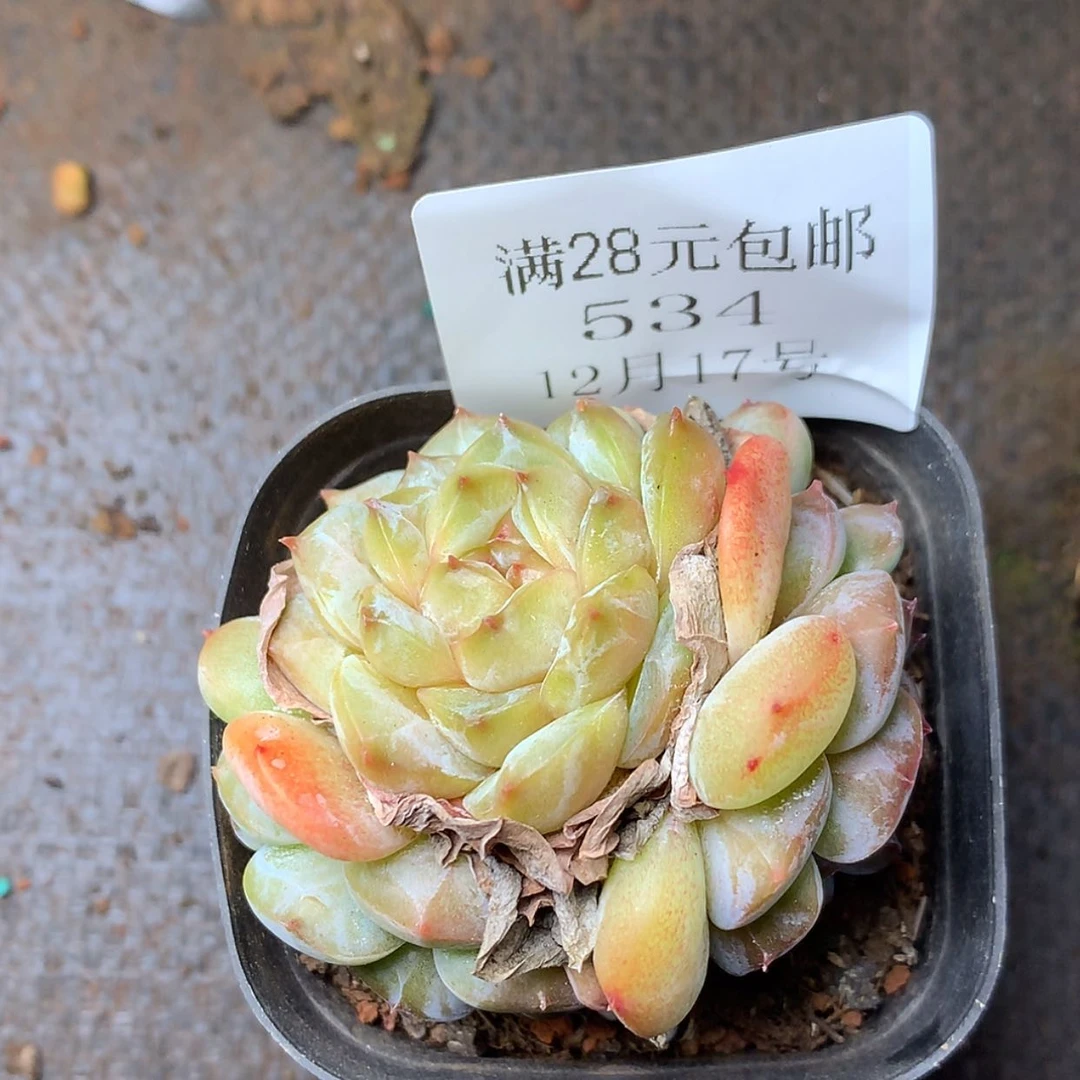 【闪购商品】云534号线