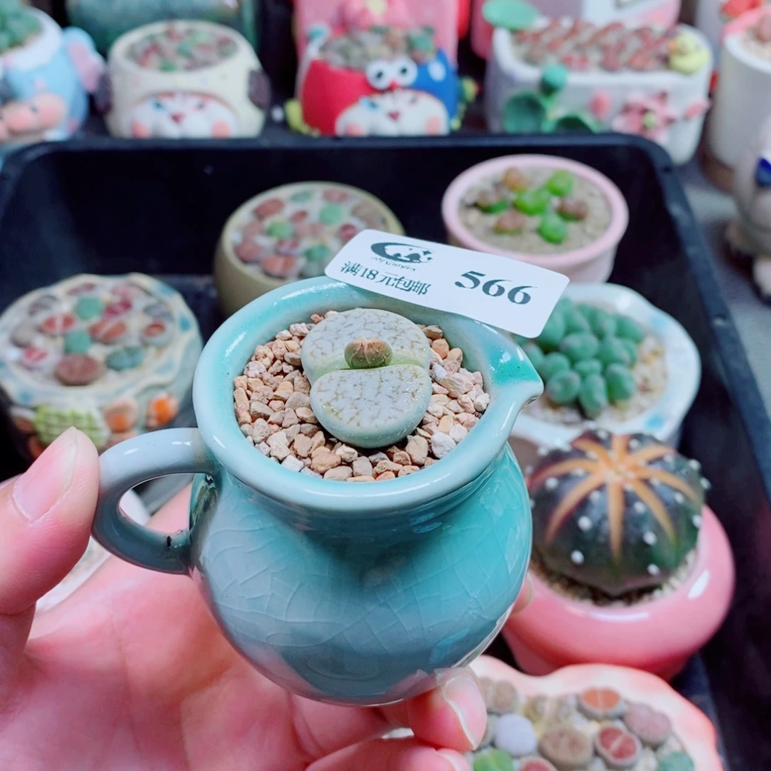 生石花花花花花花566