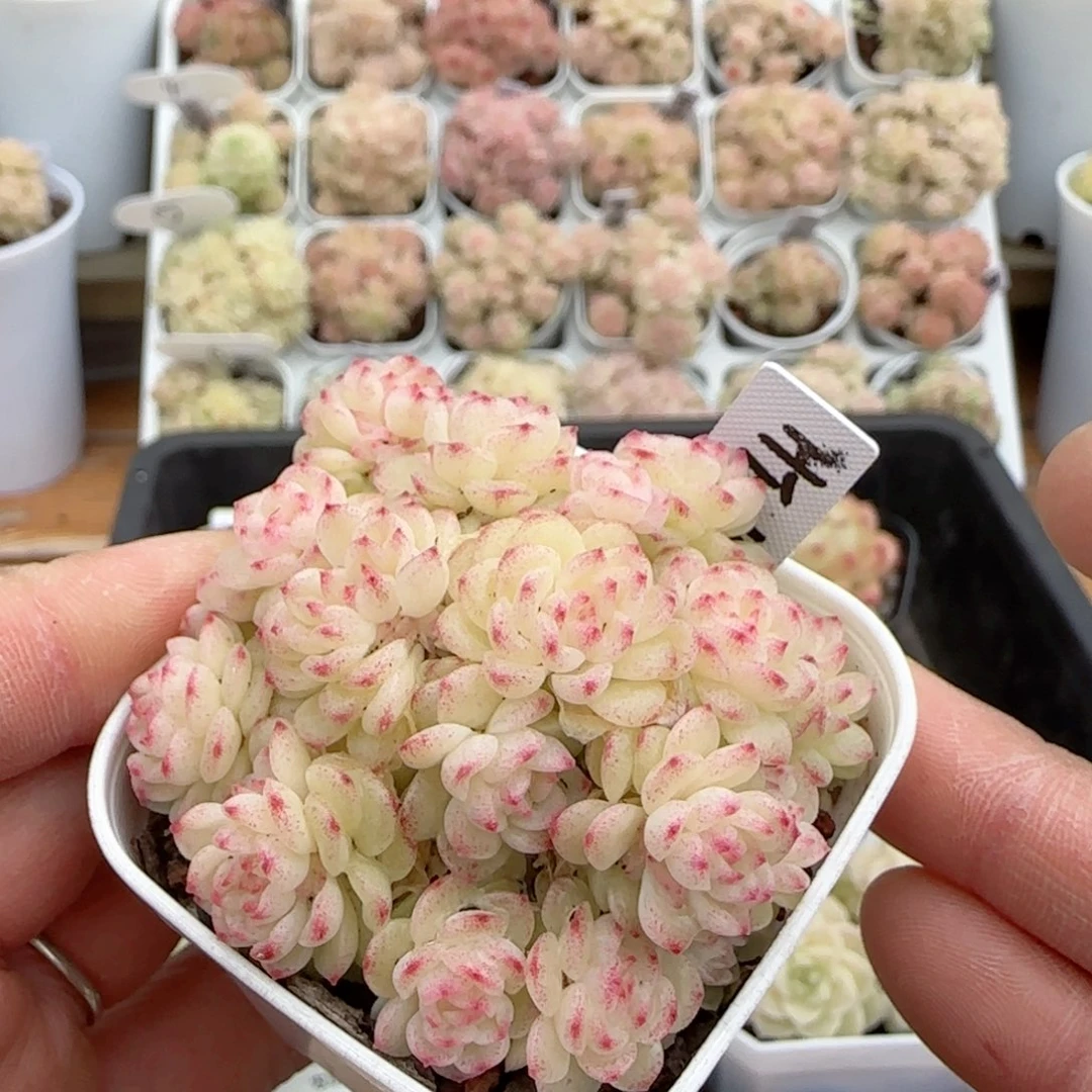 【闪购商品】0208-66（ht-40）