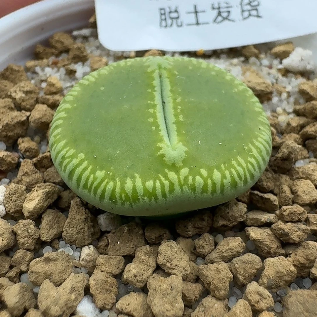 951多肉哈哈哈哈哈哈哈哈