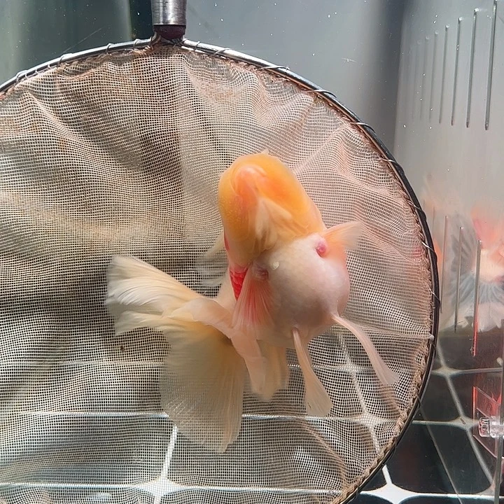金鱼百褶泰狮压成39