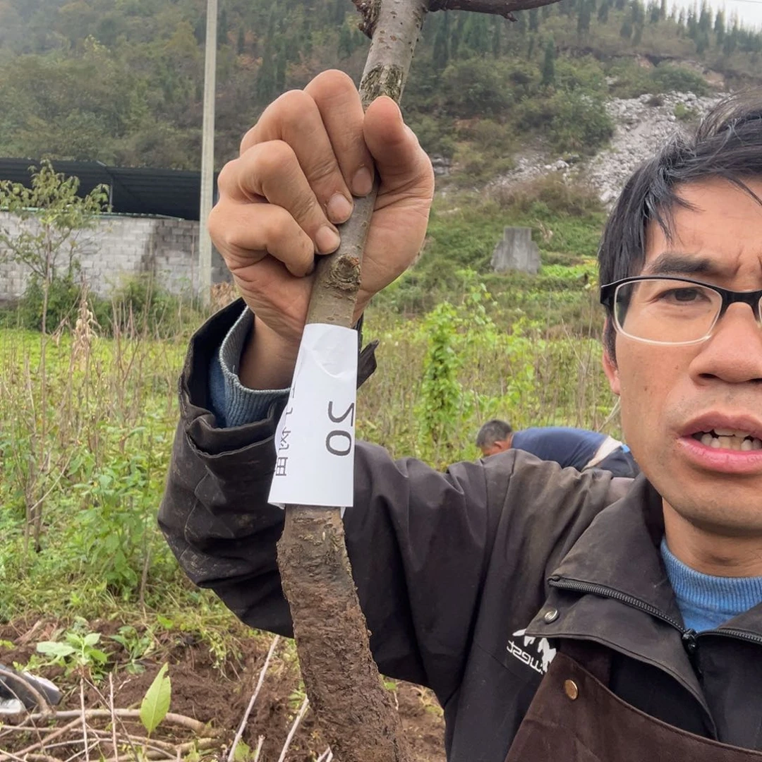 当前无花栽培后可以开花20不包活