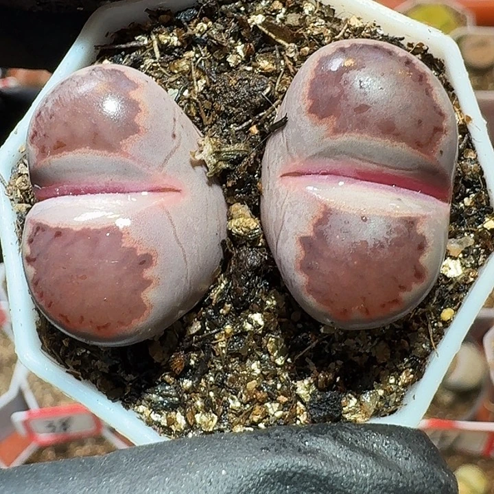 生石花111111。   323