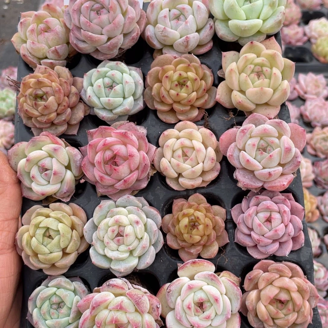 一物一拍20颗小苗9-220