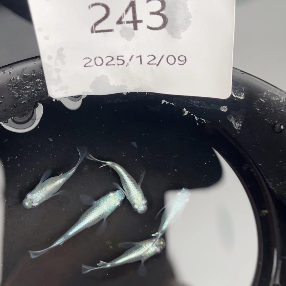 青鳉鱼243短干之五尾
