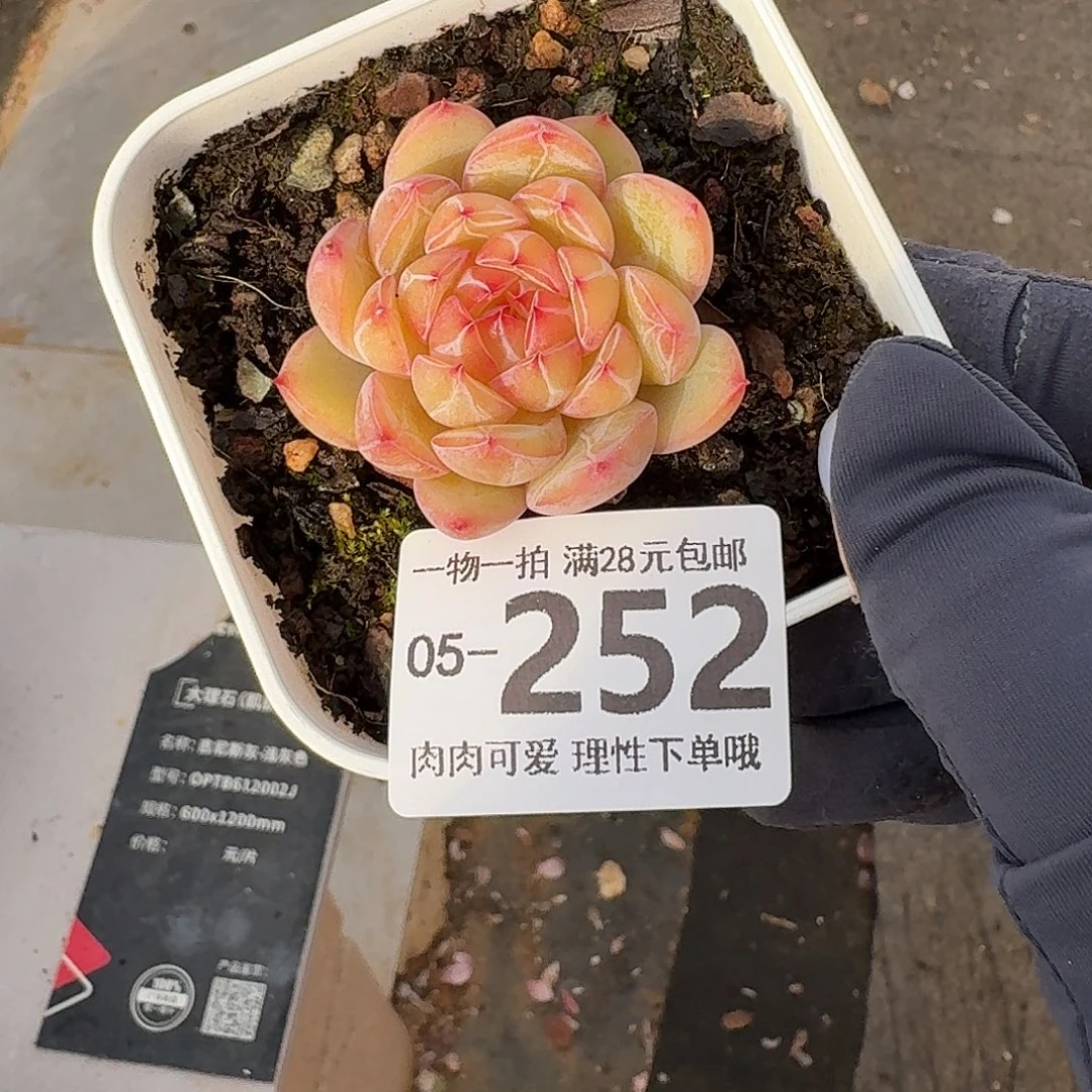 雪花珍妮无盆土发货无