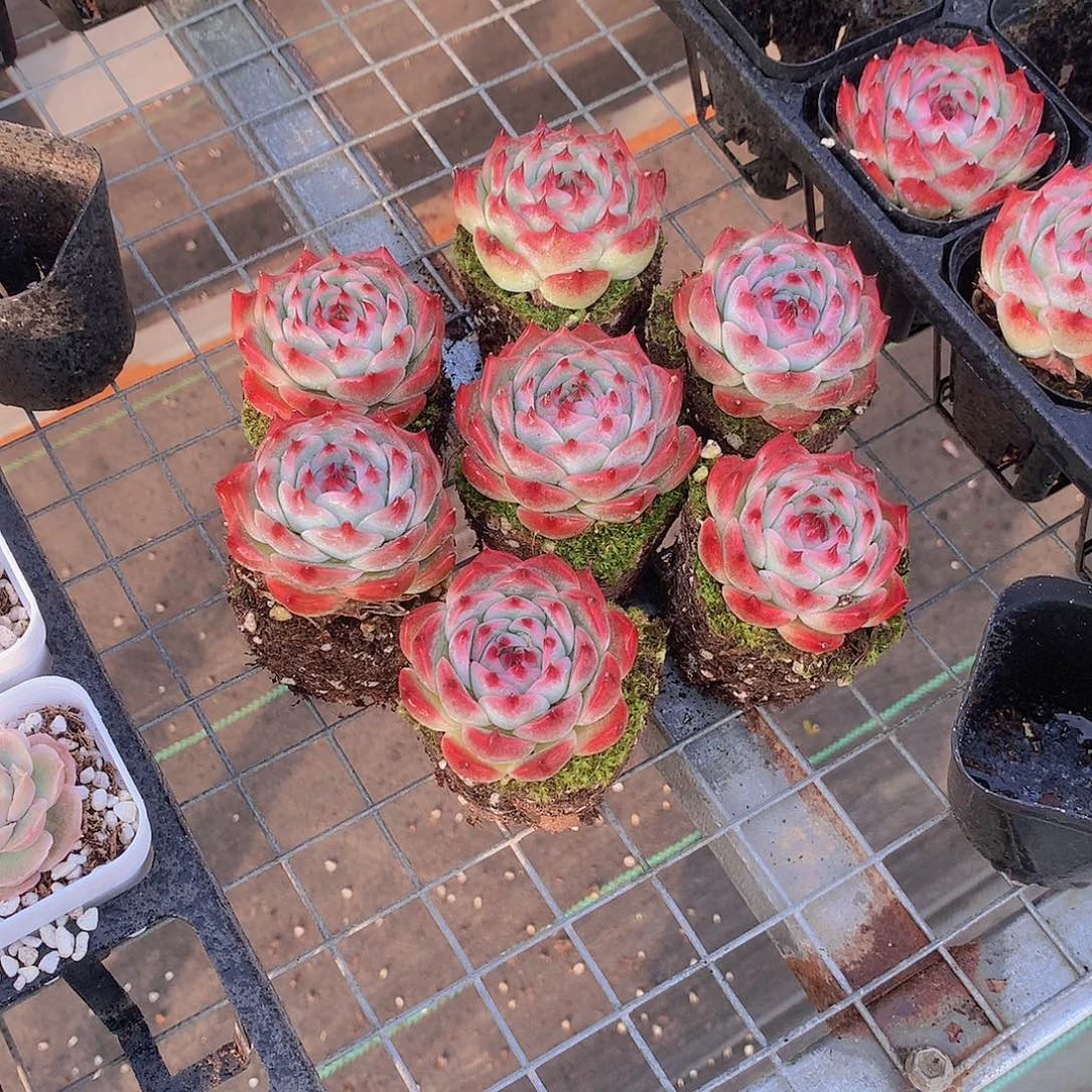 吉娃娃两颗2344567889990000