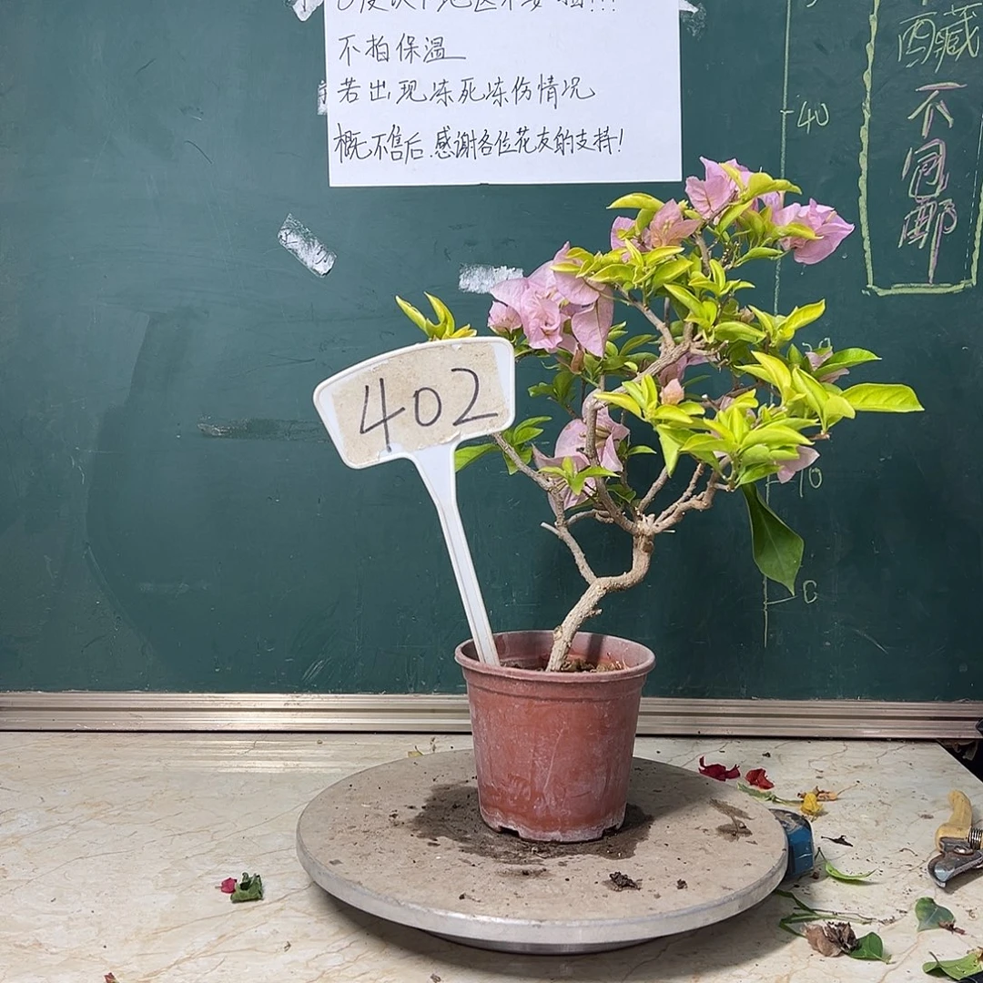 完全开放  粉天使 402