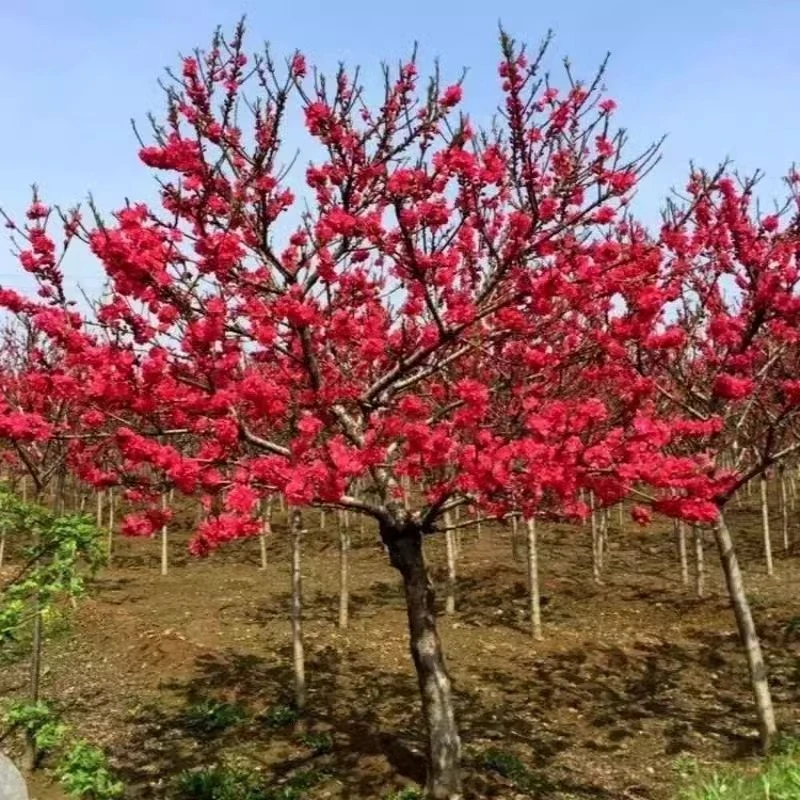 红梅美人梅梅花树苗庭院盆栽地栽盆景室外耐寒浓香四季花卉绿植物
