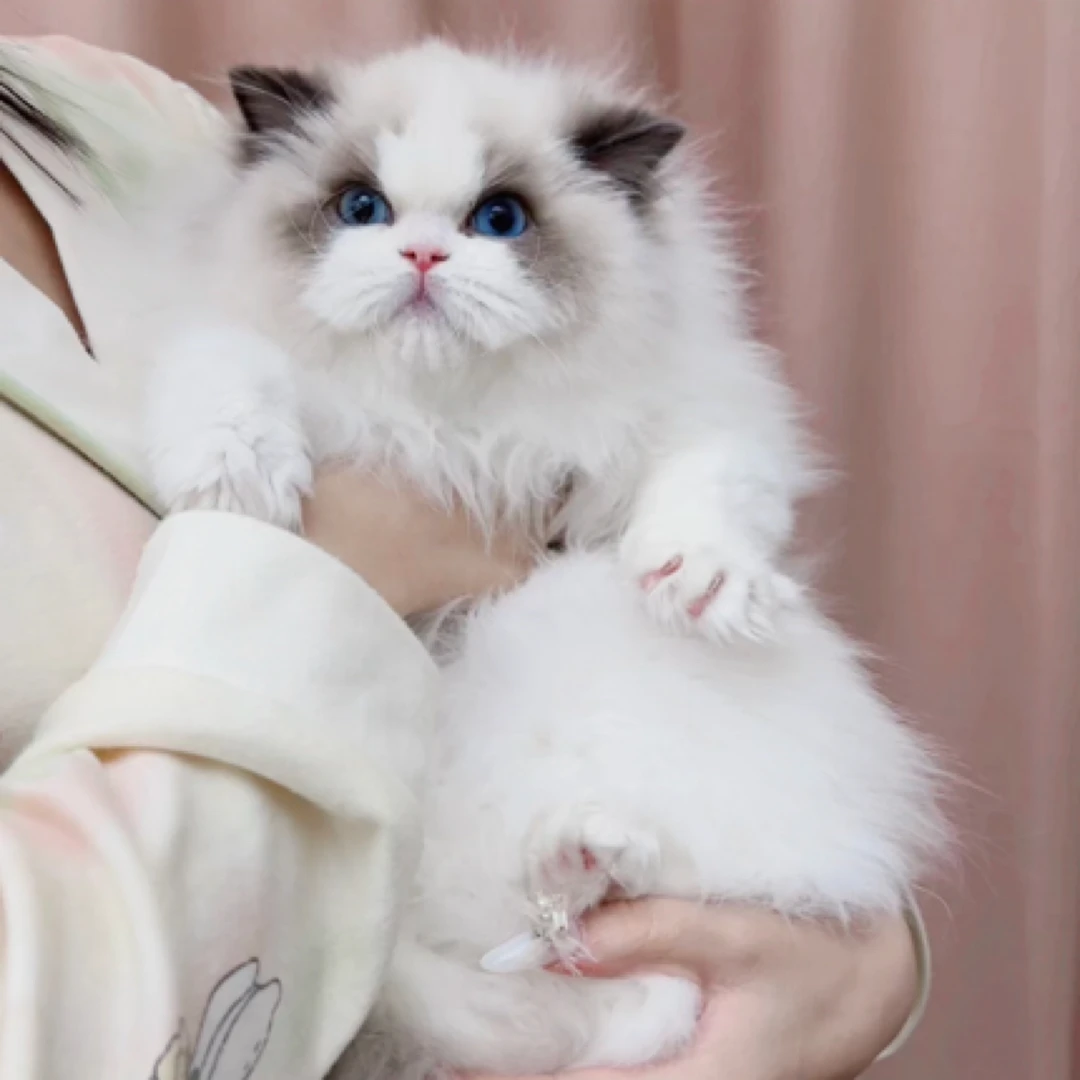 【玉乐布偶猫活体供应】活体猫咪