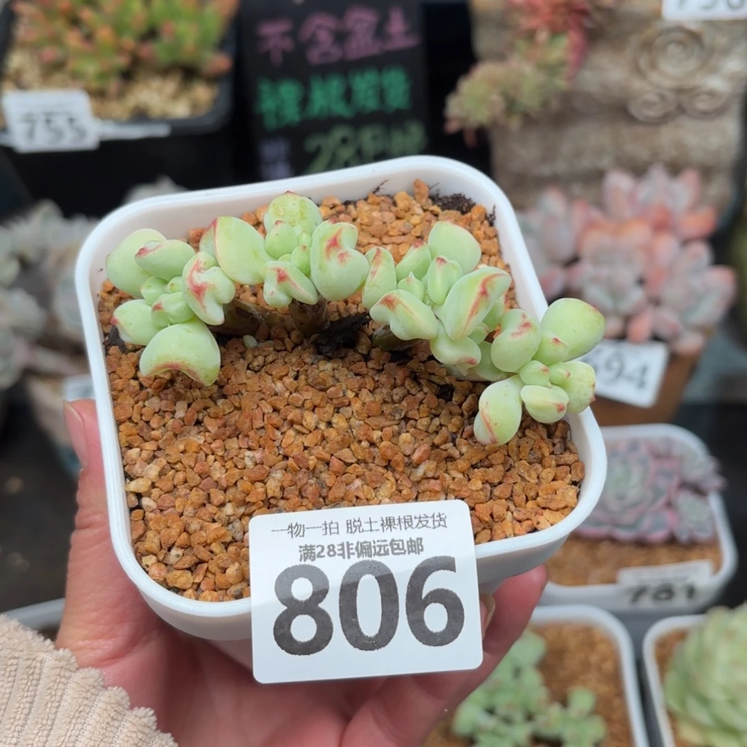 香草奶无盆土发货