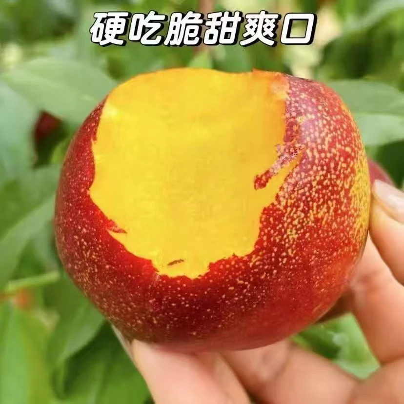 山东麻脸黄心油桃现摘新鲜脆甜多汁当季水果蒙阴产地直发麻点蜜桃