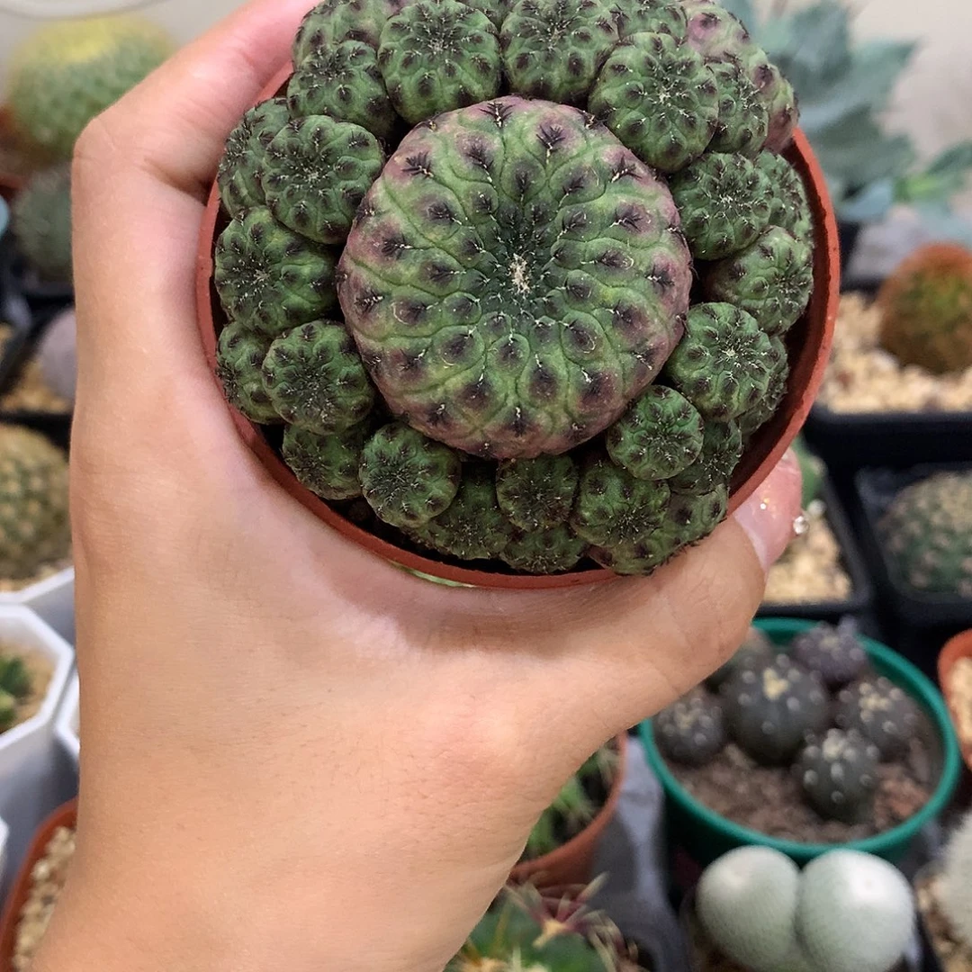 当前无花栽培后可以开花紫丽丸群生