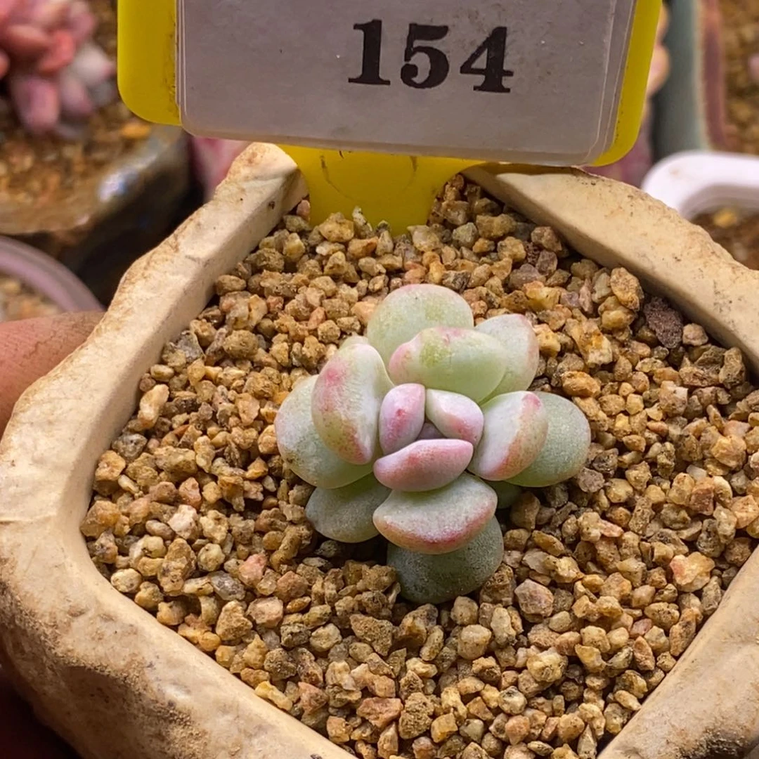 9154冰玉石化锦带锦福利多肉