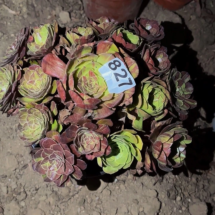 827花月夜多肉植物不售后