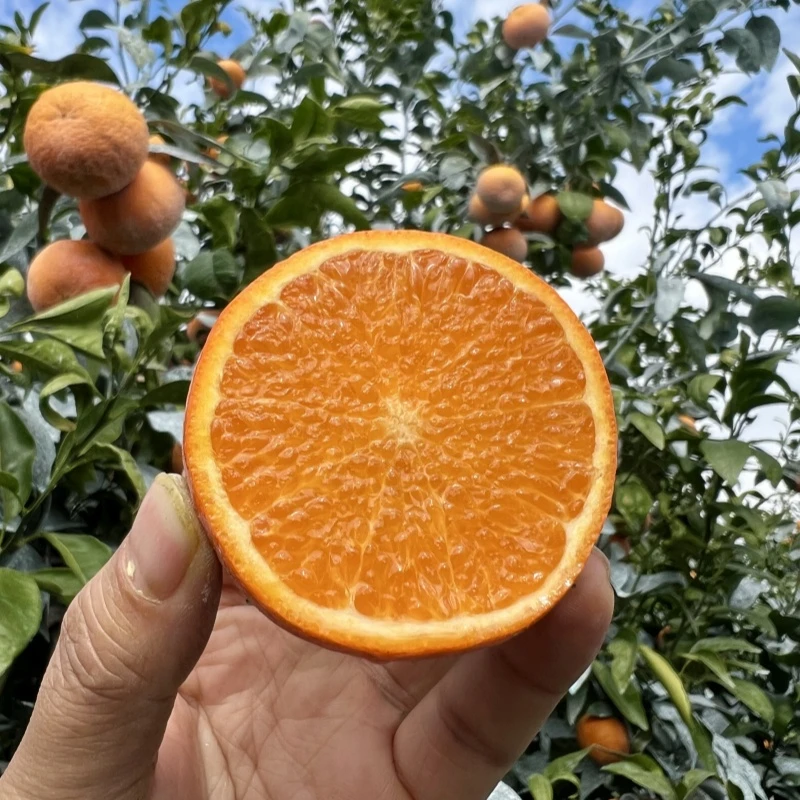 广西武鸣无核沃柑 新鲜水果现摘现发无籽沃柑净重5斤/9斤整箱包邮