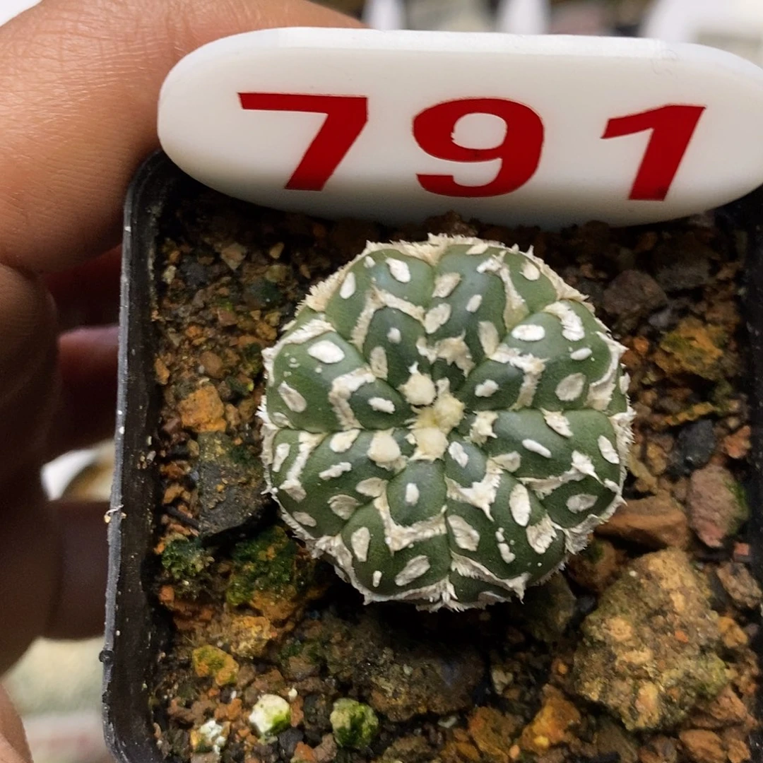 791福利特价来了哦亲