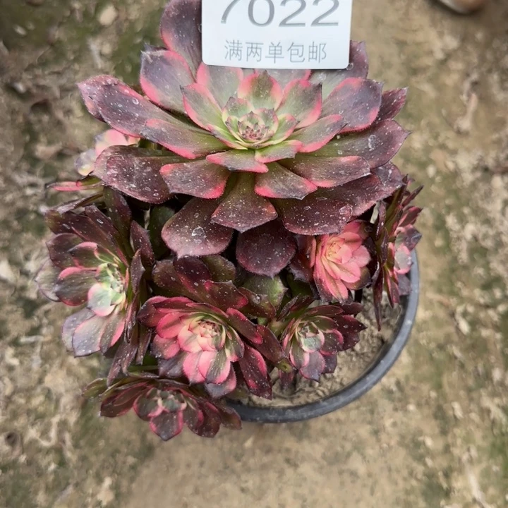 7022烟花多肉植物