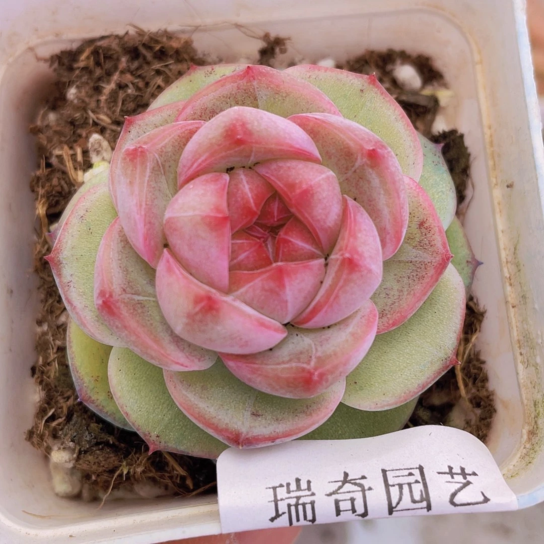 000000000000003量拍