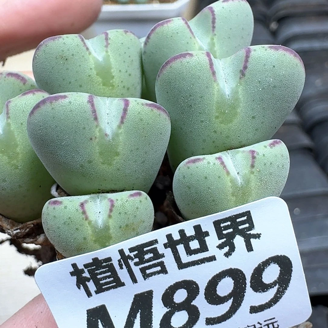 多的植物的都是鹅g