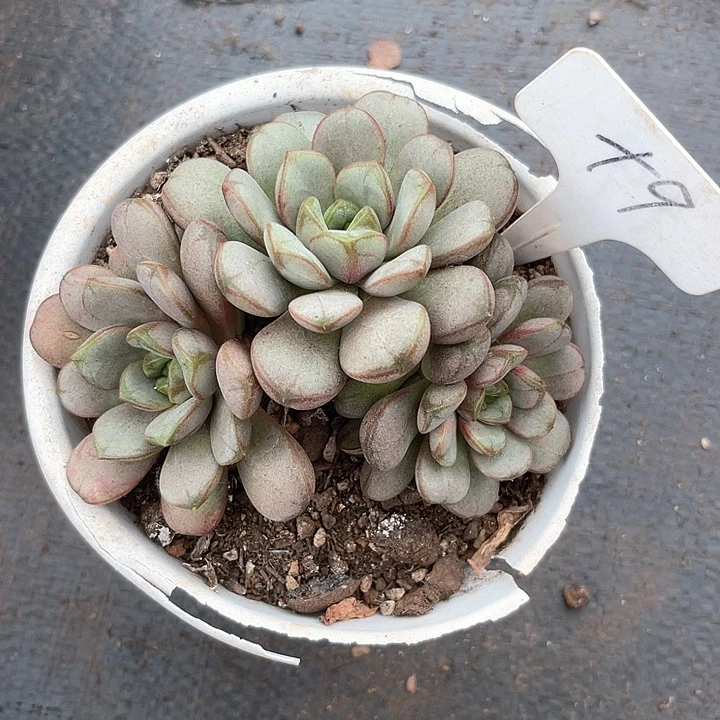 晨语多肉，一物一拍葡萄9