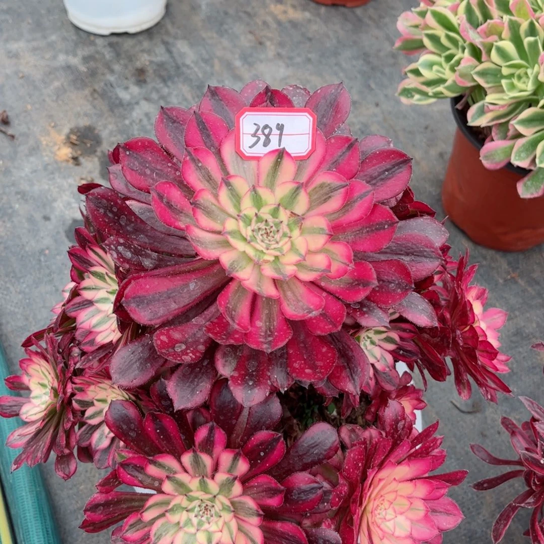 多肉植物389号多肉植物