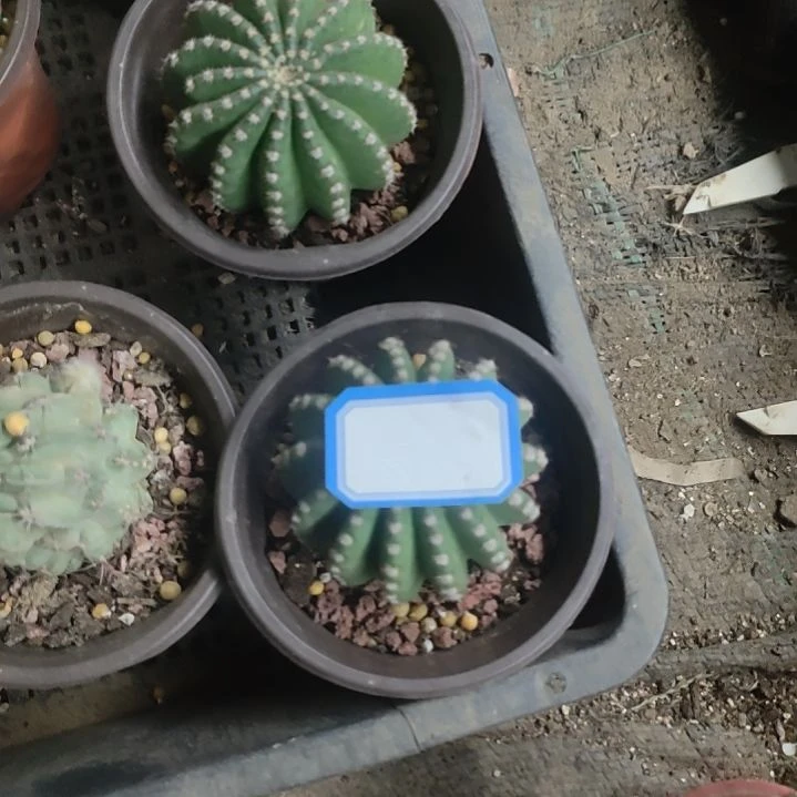 晴***娃仙人球静静带根球