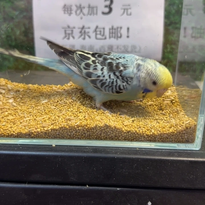 虎皮鹦鹉大头虎皮鹦鹉