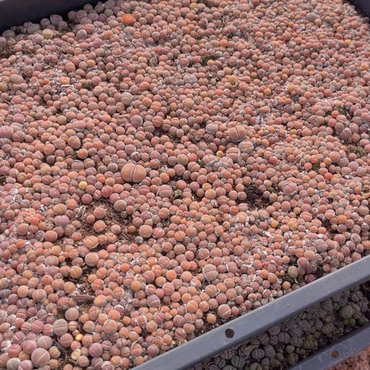 加***2两筐88888888888888888