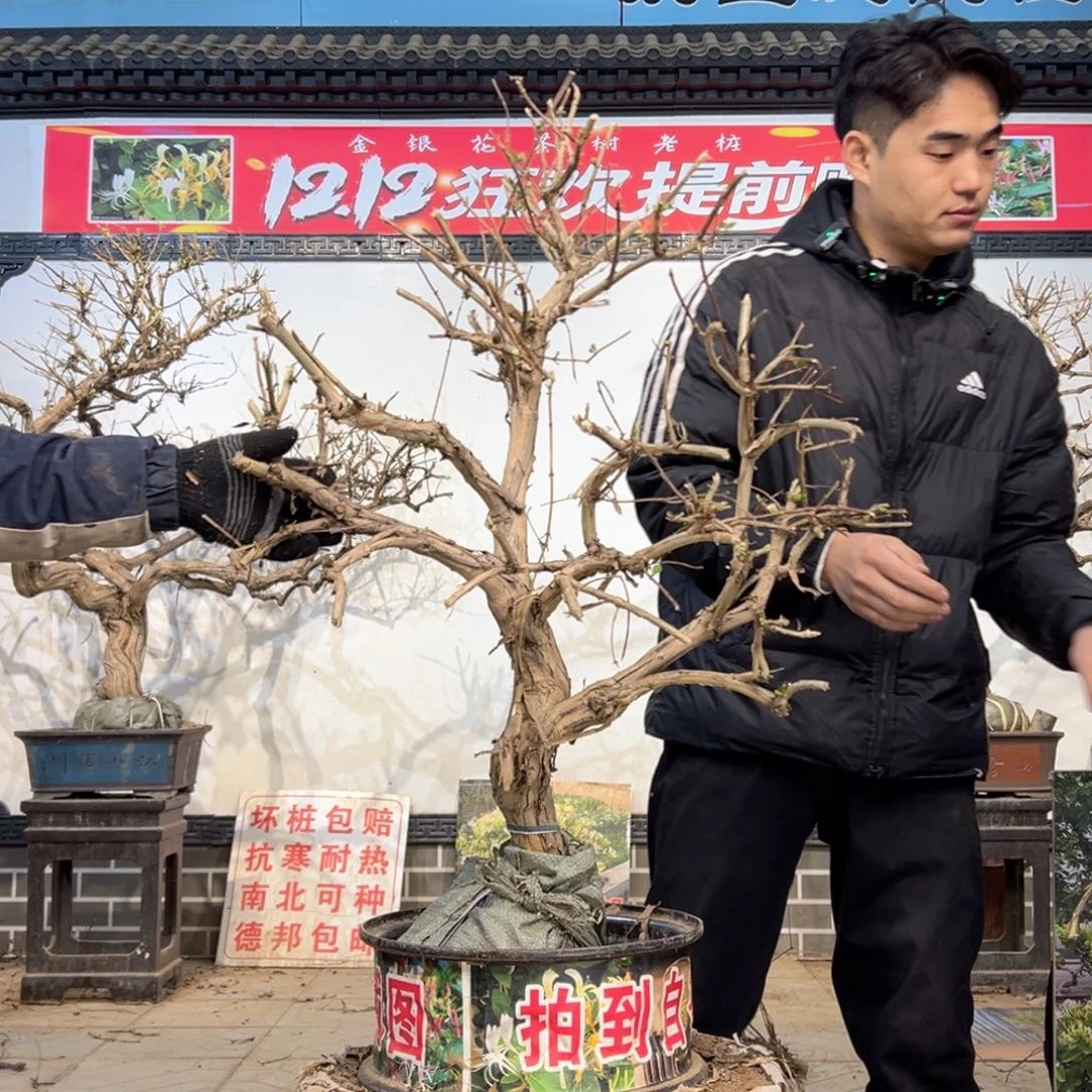 无花朵金银花开花5699988