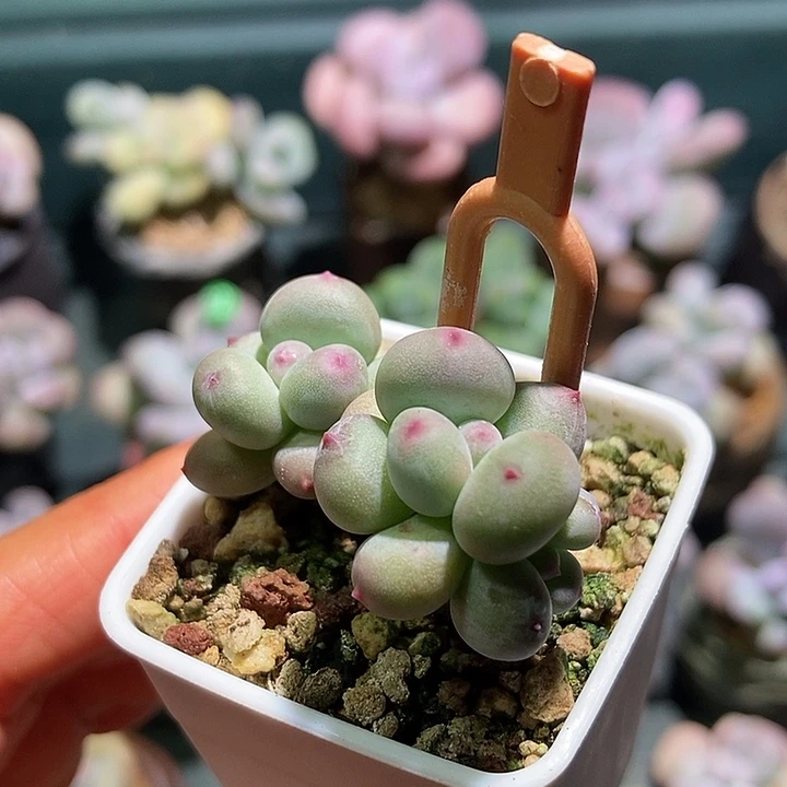 萤火虫奶酪一物一拍