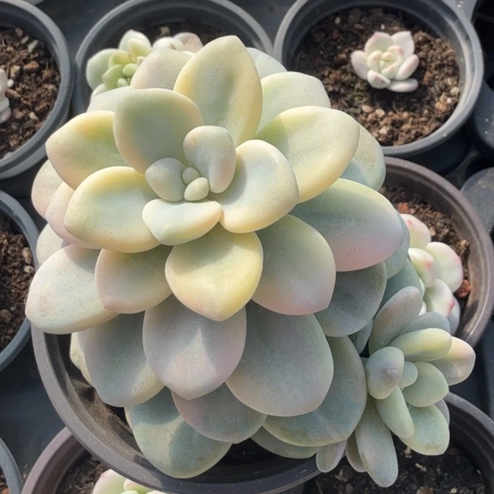 白洛神锦腹轮锦带侧芽