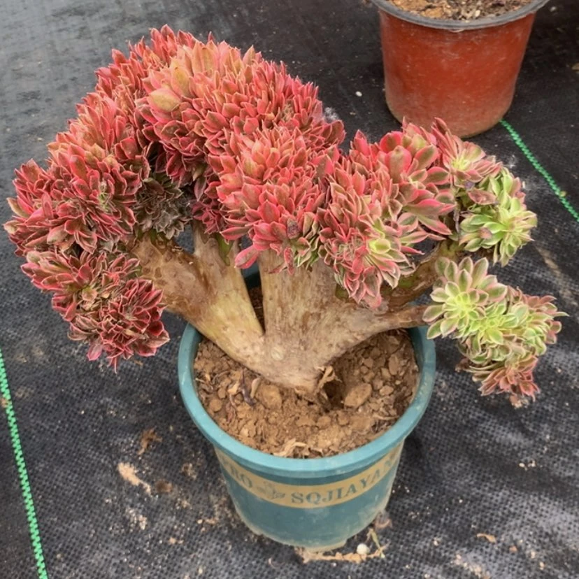 【闪购商品】微瑕01