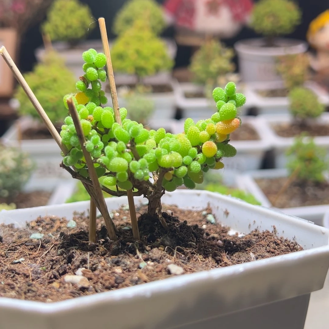 J263金桔月亮带盆土发货一物一拍