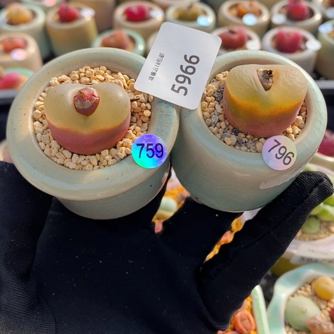 Y**l5966--一物一拍 带盆