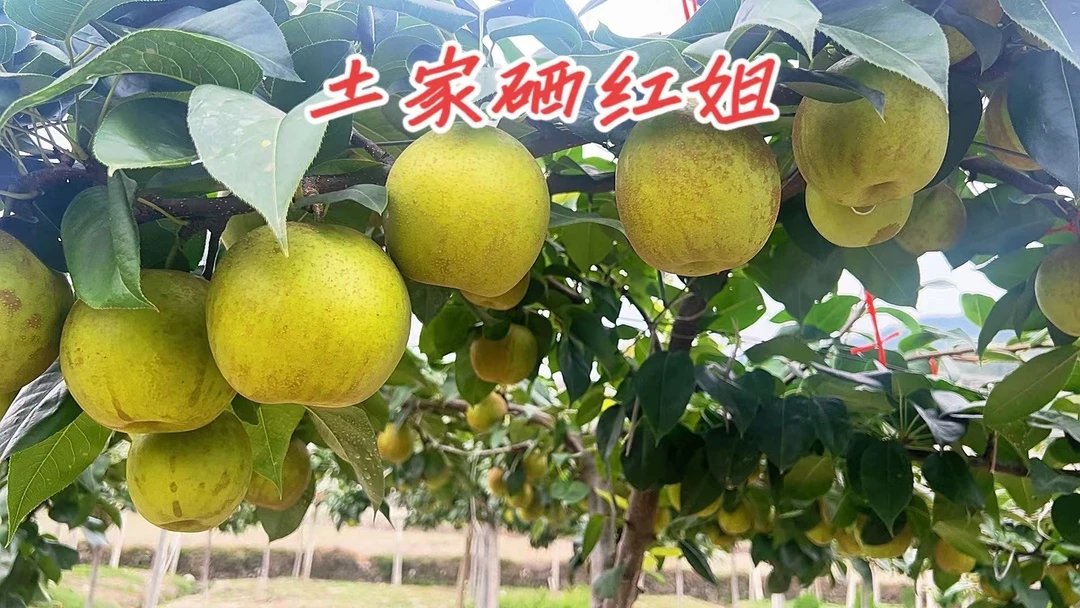 厂家直发土家仿真水果梨