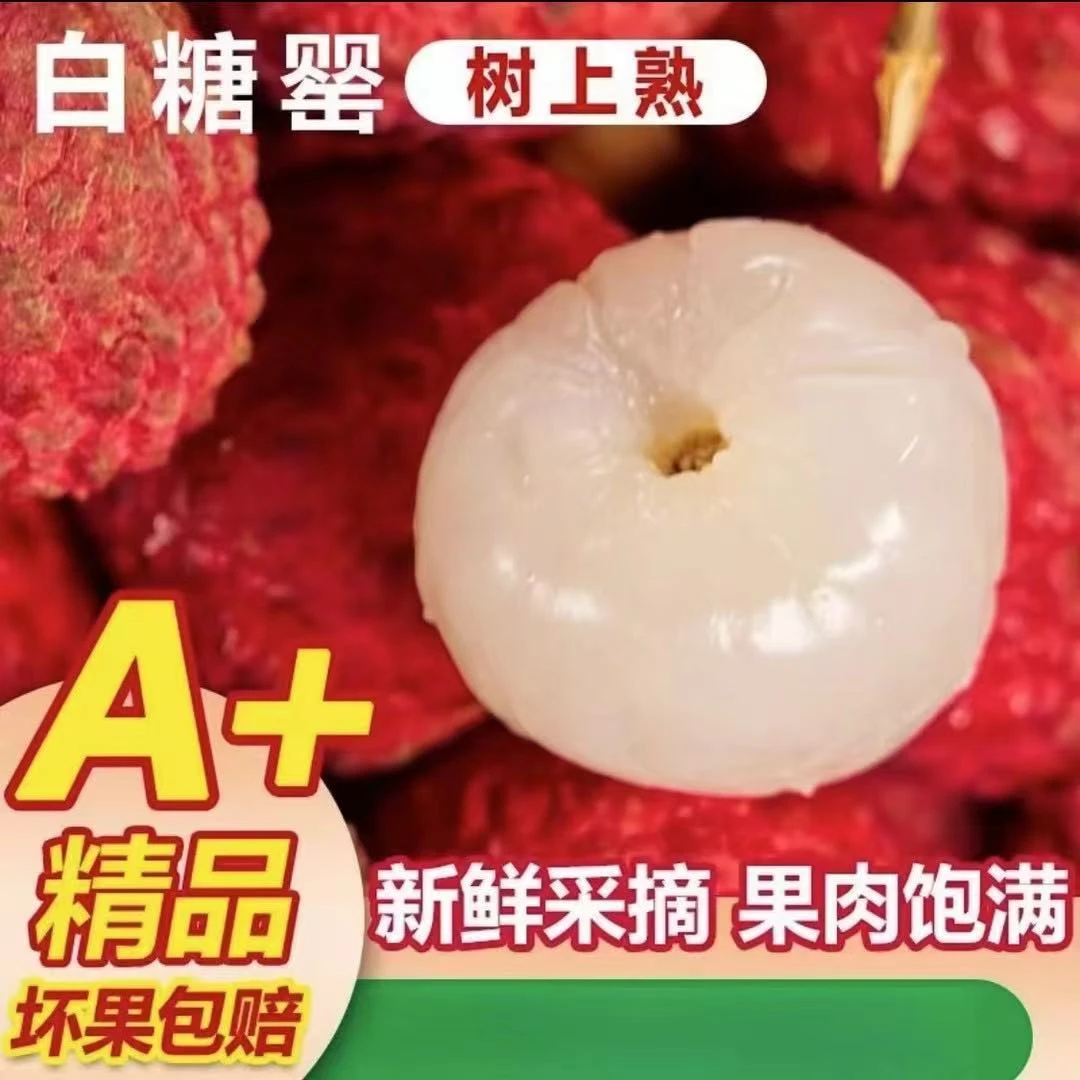 【圆准达冷链荔枝专线】现摘新鲜白糖罂荔枝鲜嫩肉厚香甜多汁