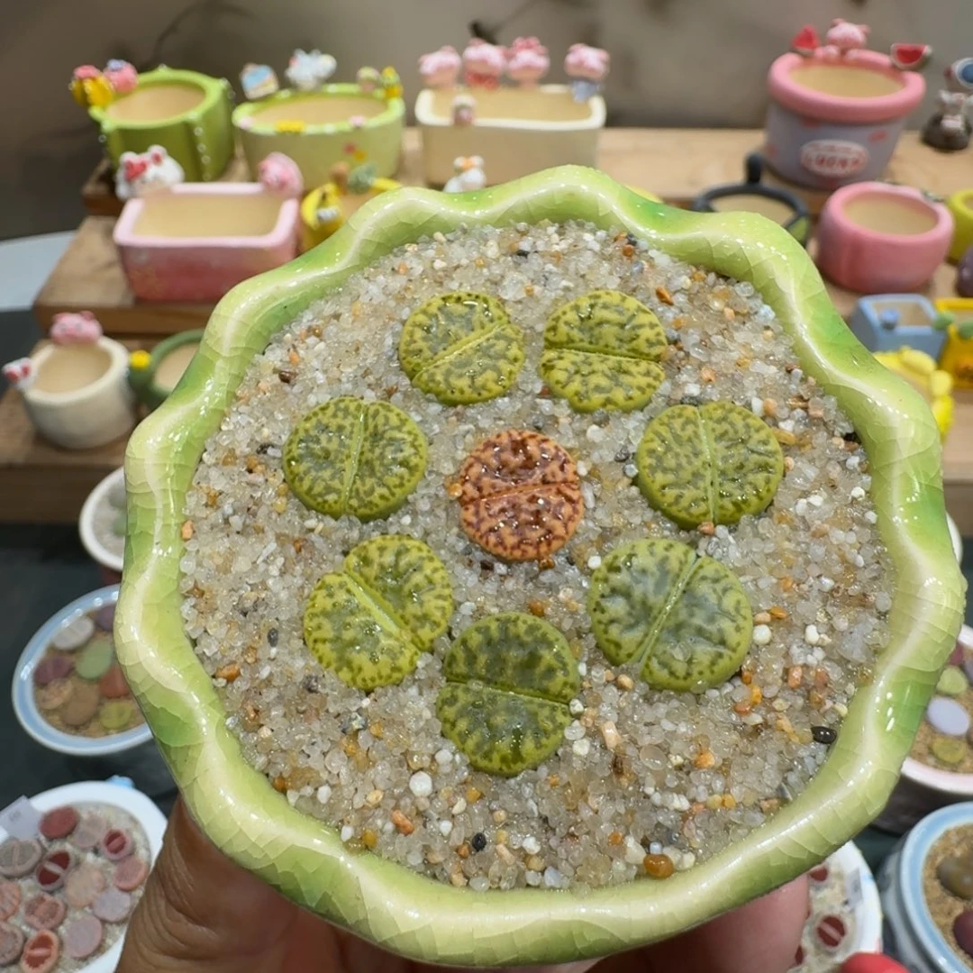 蘑菇1023黄鸣玄彩拼多肉植物