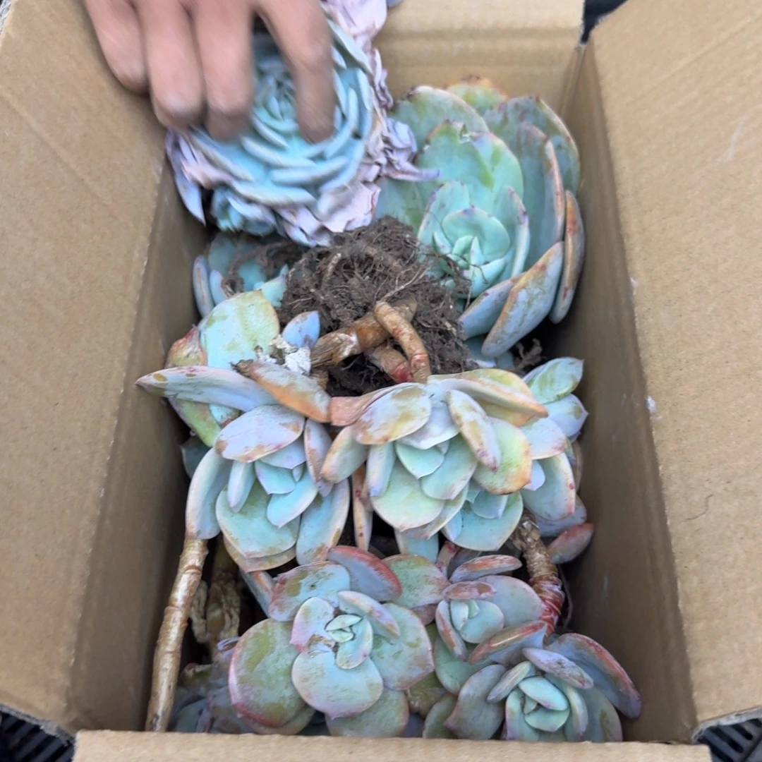 影***~多肉砍头 不包损7260