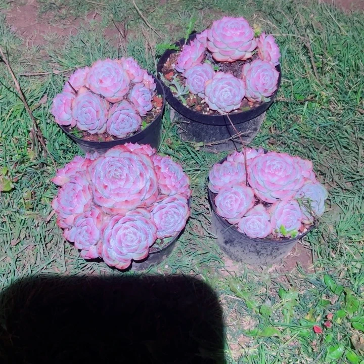 精品多肉植物老桩随机发一棵杆子老化健康