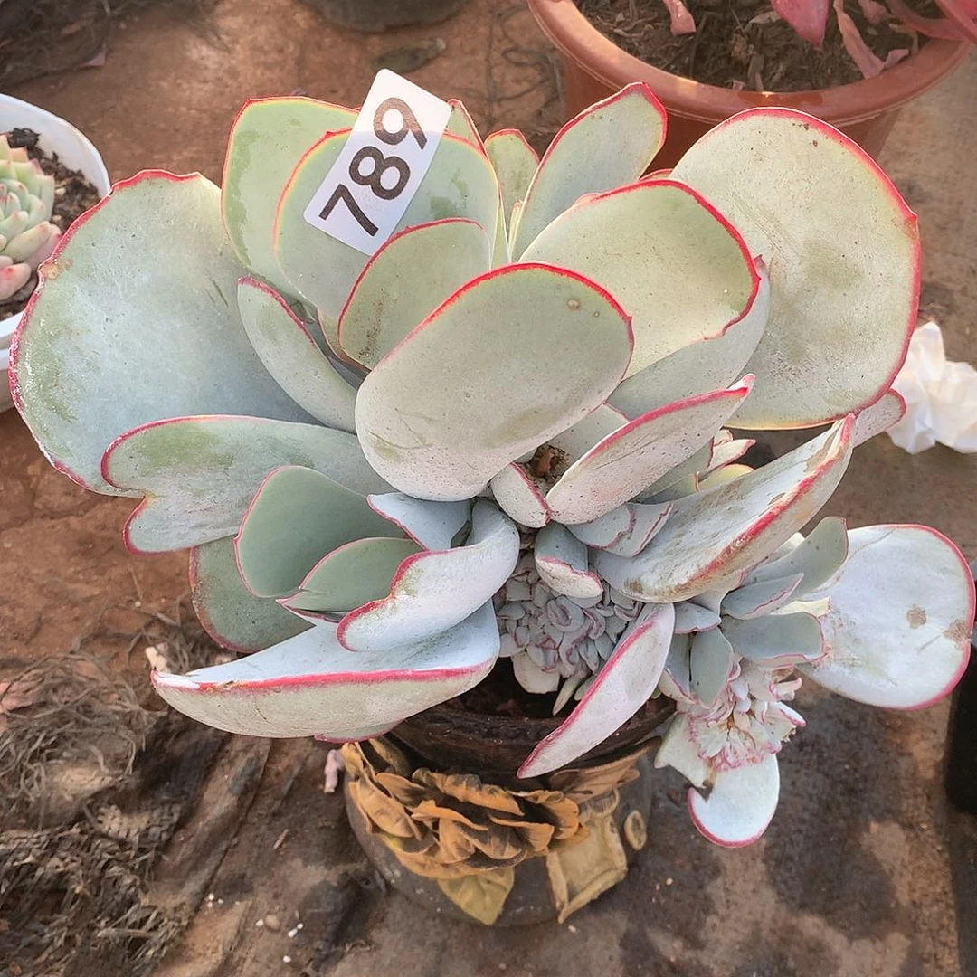 789白眉一物一拍多肉