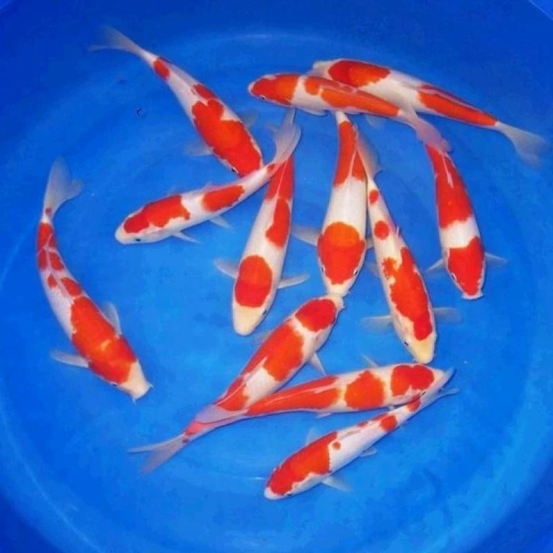 纯种红白三色锦鲤观赏鱼活体冷水鱼好养耐活