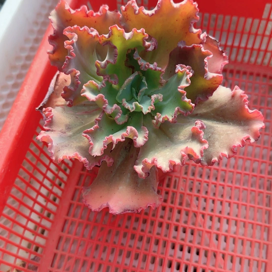 无花朵舞会红裙单头